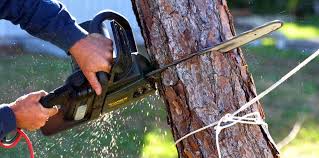 Best Arborist Consultation Services  in Glassboro, NJ