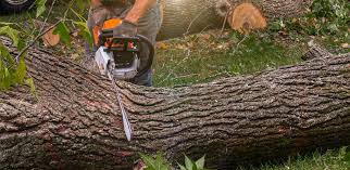 Best Hedge Trimming  in Glassboro, NJ