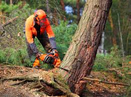 Best Seasonal Cleanup (Spring/Fall)  in Glassboro, NJ