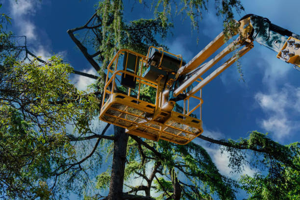 Best Emergency Tree Removal  in Glassboro, NJ