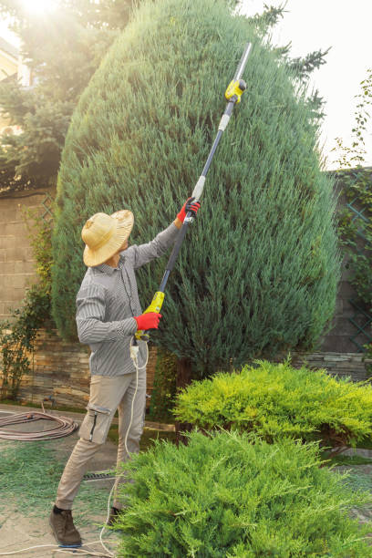 How Our Tree Care Process Works  in  Glassboro, NJ